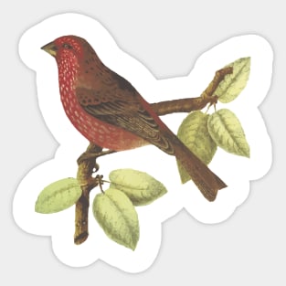 Cute birds #1 Sticker